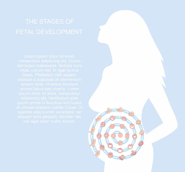 Ilustración vectorial etapas del desarrollo fetal. aislado sobre fondo blanco. Embarazo. Crecimiento fetal desde la fertilización hasta el nacimiento, desarrollo fetal. Desarrollo embrionario . — Archivo Imágenes Vectoriales