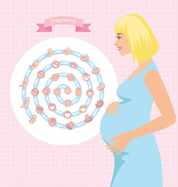 Mooie zwangere vrouw met hand op haar buik, holding streelde haar bump silhouet. stadia van foetale ontwikkeling. geïsoleerd op een witte achtergrond. Zwangerschap. — Stockvector