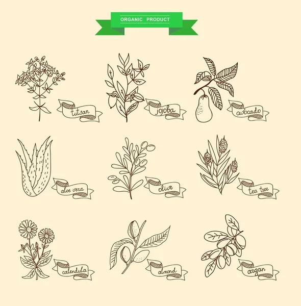 Ilustración vectorial de una planta aloe vera, tutsan, lavanda, jojoba, almendra, oliva, caléndula, árbol de té, argán, cacao, aguacate, Ylang-Ylang, clavo de olor. recogida de plantas . — Vector de stock