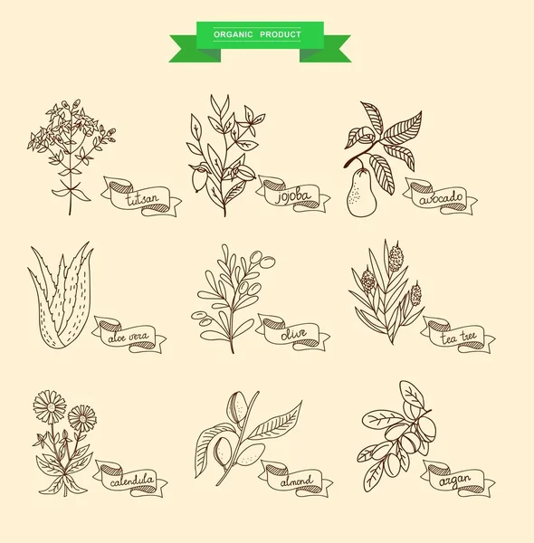 Ilustracja wektorowa roślin - aloe vera, dziurawiec, lawenda, jojoba, migdałów, oliwek, calendula, drzewa herbacianego, argan, kakao, awokado, Ylang-Ylang, ząbek. Kolekcja roślin. — Wektor stockowy