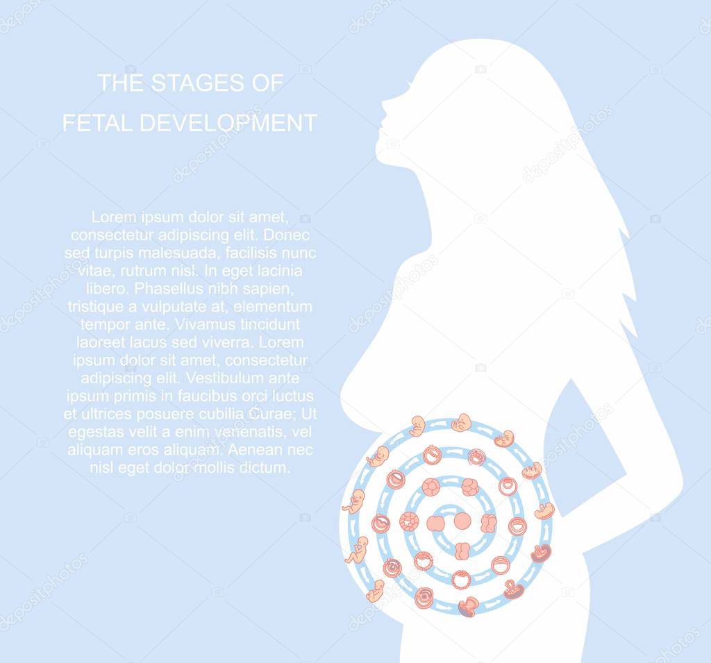 vector illustration stages of fetal development. isolated on white background. Pregnancy. Fetal growth from fertilization to birth, fetus development. Embryo development.