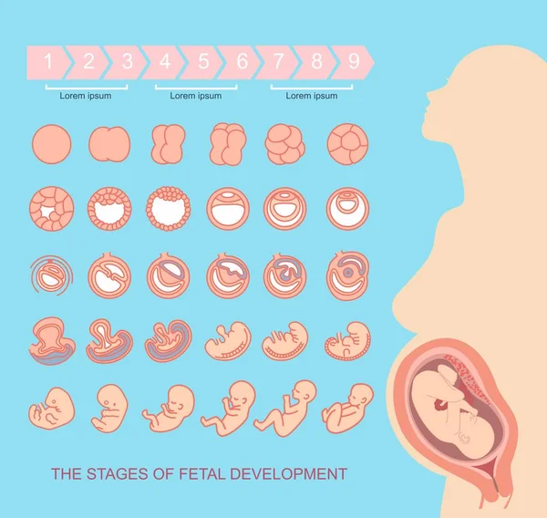 Silhouet van mooie zwangere vrouw. stadia van foetale ontwikkeling. geïsoleerd op een witte achtergrond. Zwangerschap. — Stockvector