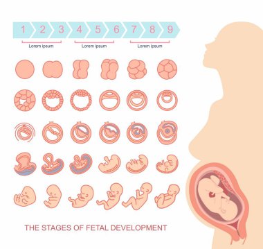 güzel bir hamile kadın siluet. fetal Gelişim aşamaları. Beyaz arka plan üzerinde izole. Gebelik