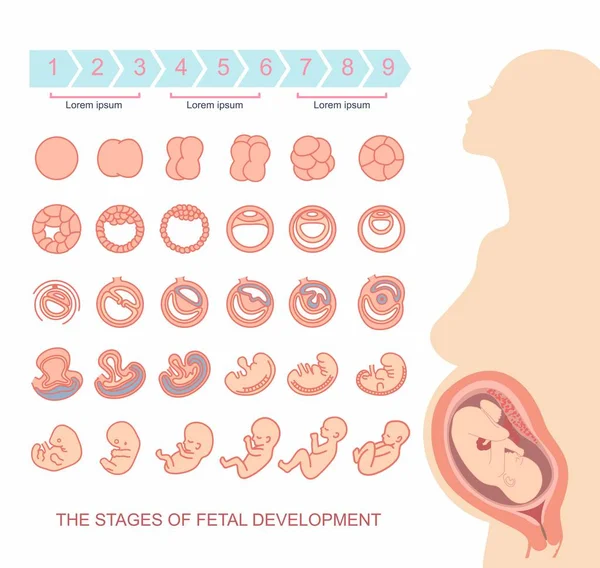 Silhouet van mooie zwangere vrouw. stadia van foetale ontwikkeling. geïsoleerd op een witte achtergrond. Zwangerschap — Stockvector