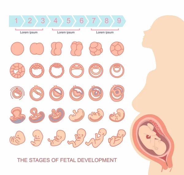 güzel bir hamile kadın siluet. fetal Gelişim aşamaları. Beyaz arka plan üzerinde izole. Gebelik