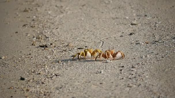 Dos cangrejos corren sobre la arena de la playa egipcia — Vídeo de stock