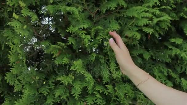 Hier komt de bruid met een boeket en zachtjes draait haar hand langs de groene struiken. Het meisje opgeheven op de schouders — Stockvideo