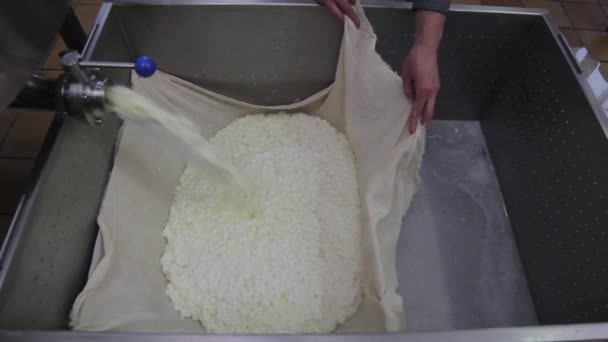 Cheese production. Steeping the workpiece through cheesecloth — Stock Video