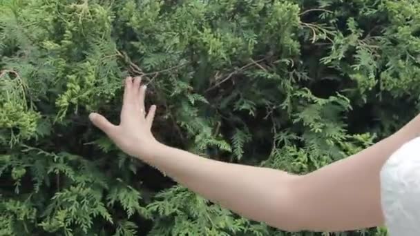 Kız yürüyor ve yeşil çalılar dokunur. Aşçı çerçevede — Stok video