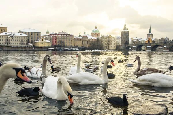 Witte zwanen zwemmen in Praag — Stockfoto