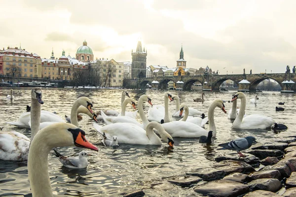 Witte zwanen zwemmen in Praag — Stockfoto