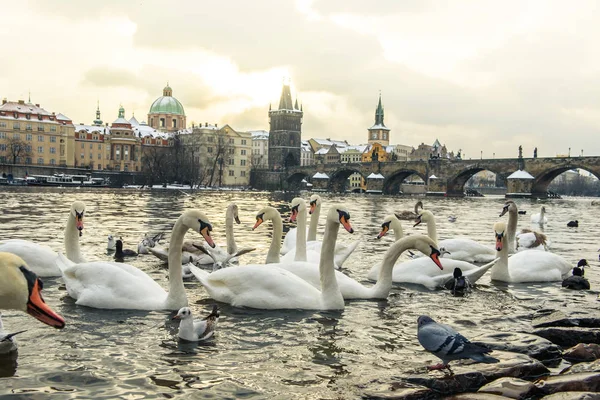 Witte zwanen zwemmen in Praag — Stockfoto