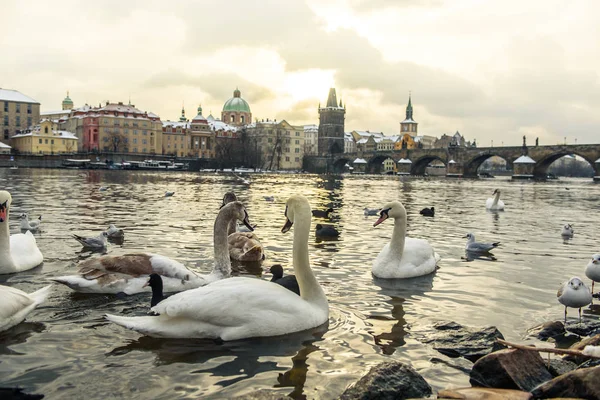 Witte zwanen zwemmen in Praag — Stockfoto