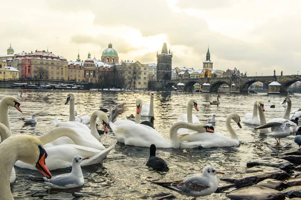 Weiße Schwäne schwimmen in Prag — Stockfoto