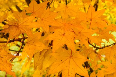 Sarı Akçaağaç Sonbaharda Yaprakları