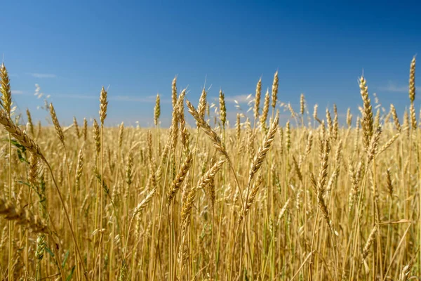 yellow ears of wheat in a wheat field