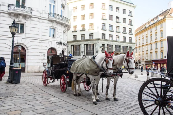 Chevaux en hiver dans la capitale autrichienne, Vienne . — Photo