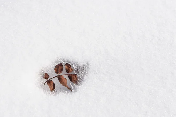 雪の下から浮上したリーフ スプリング. — ストック写真