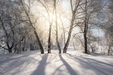Huş ağacı dalları ile güneş parlıyor.