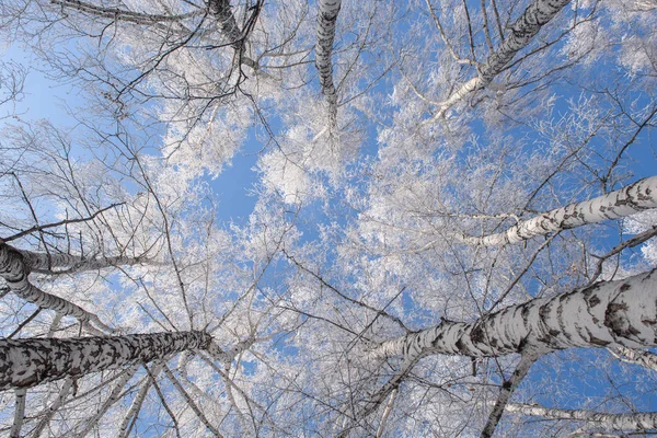 白樺の幹を下から見る. — ストック写真