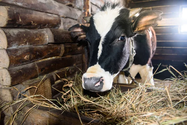 Calves in the stall. — Stock Photo, Image