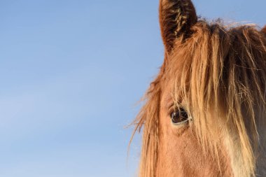 Bir at görünümünü.