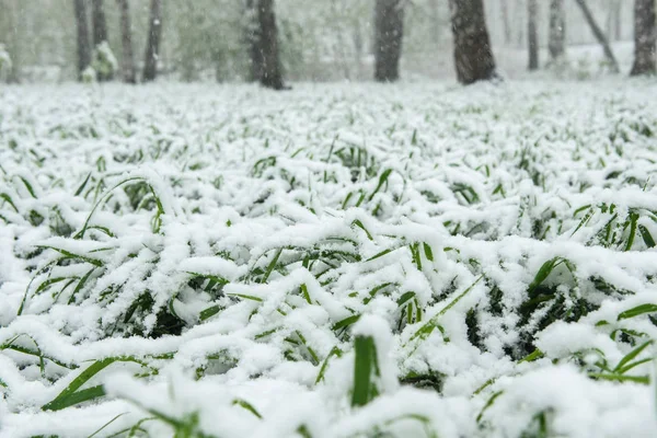Śnieg leży na zielonej trawie. — Zdjęcie stockowe