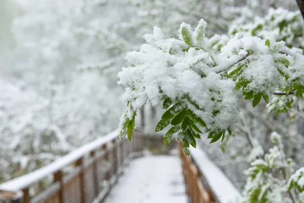 Śnieg leży na liściach — Zdjęcie stockowe