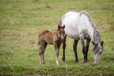 Tay ve at çayırda.
