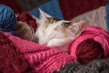 Bir ekose bir kedidir.