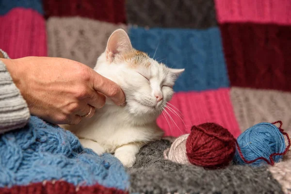 Bir kadın bir kedi okşayarak