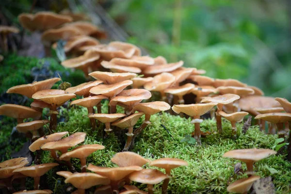 Tatlım mantar ormanın içinde büyümek