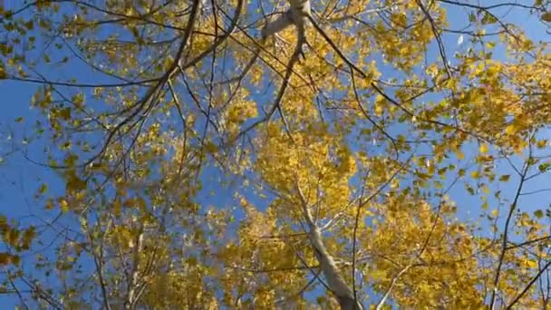 Folhas cobertas com geada . — Vídeo de Stock