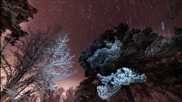 Rotation Stjärnor Violett Himlen Vinter Skogen — Stockvideo