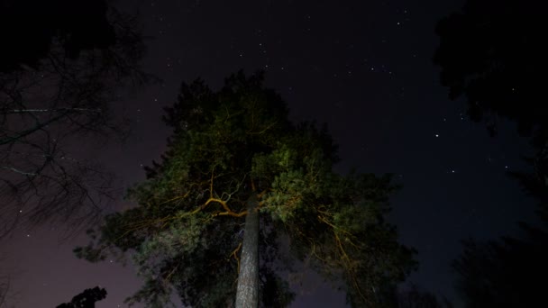 Huellas Estrellas Cielo Nocturno Alrededor Pino Solitario — Vídeos de Stock