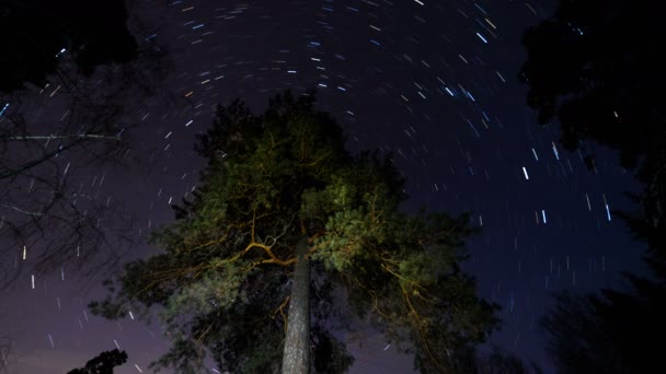 夜空中的星星在寂寞的松树周围 — 图库视频影像