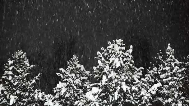 Neve Pesada Noite Flocos Neve Giram Vento Fundo Crescem Pinheiros — Vídeo de Stock