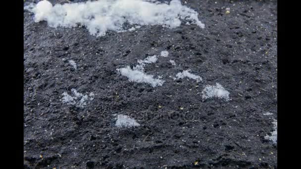 Schnee Schmilzt Frühling Aus Dem Schwarzen Boden Wächst Gras Zeitlupe — Stockvideo