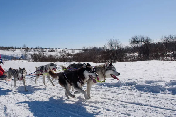 Cães Correm Arnês Inverno Tempo Ensolarado — Fotografia de Stock