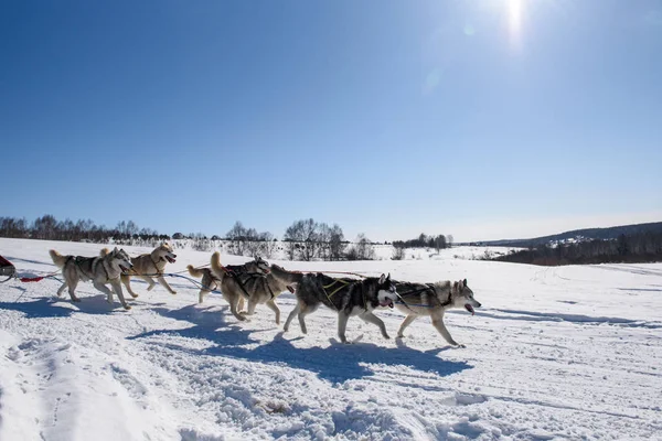 Cães Correm Arnês Inverno Tempo Ensolarado — Fotografia de Stock