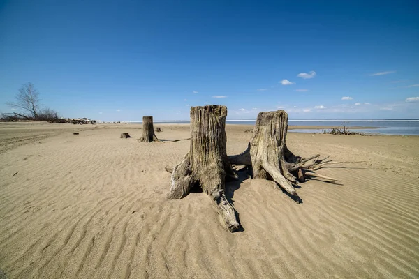 Alte Stümpfe Sand Überreste Des Abgeholzten Waldes — Stockfoto