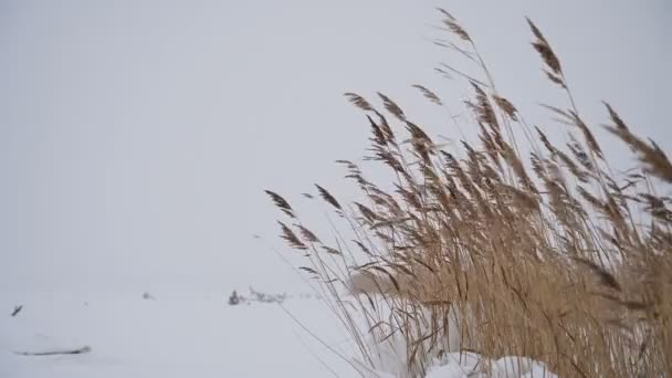 Hierba Nieve Invierno Viento Frío Sopla Tpava Balancea Viento — Vídeos de Stock