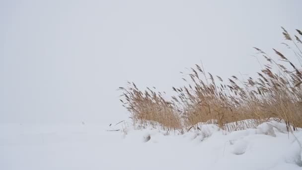 Gras Schnee Winter Ein Kalter Wind Weht Tpava Wiegt Sich — Stockvideo
