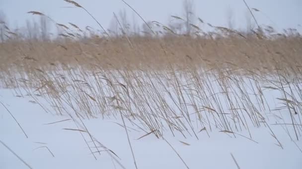 Hierba Nieve Invierno Viento Frío Sopla Tpava Balancea Viento — Vídeo de stock