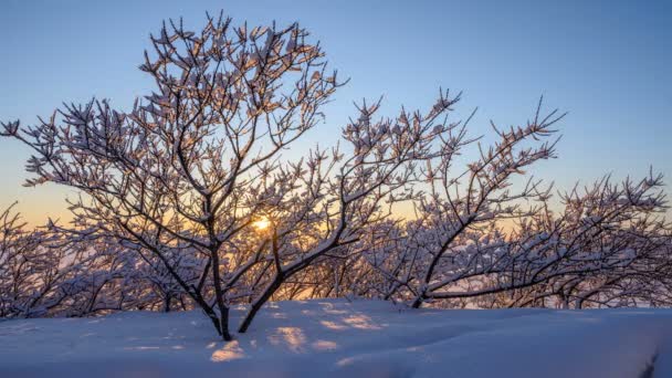 Äste Schnee Hintergrund Ist Der Sonnenuntergang — Stockvideo