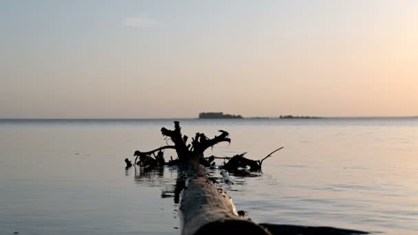 木製の流木は水の中にあります 波に反射した日没時の太陽 — ストック動画