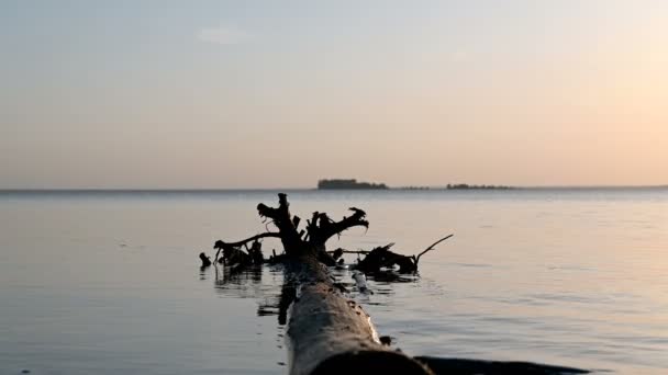 Madera Deriva Encuentra Agua Sol Atardecer Reflejado Las Olas — Vídeos de Stock