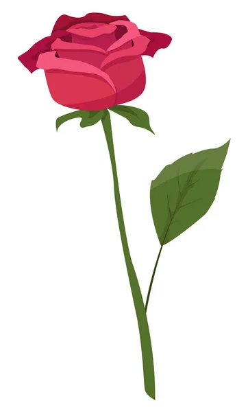 Ilustração vetorial de uma rosa vermelha —  Vetores de Stock