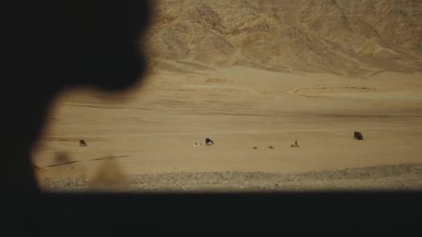 Viagem de carro pela estrada no deserto. Aventura Viajar em um deserto câmera lenta . — Vídeo de Stock