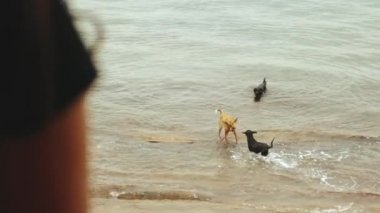 Sabahları balkonda tek başına kahve ya da çay içen yalnız bir kadın. Mavi deniz manzaralı, köpekler deniz suyunda oynuyor. Hızlı video, yavaş çekim, 4k.